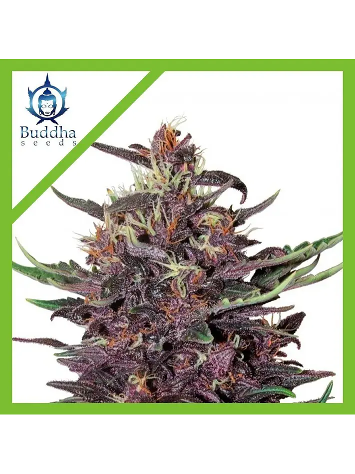 Purple Kush Auto X3+1-Buddha Seeds 1