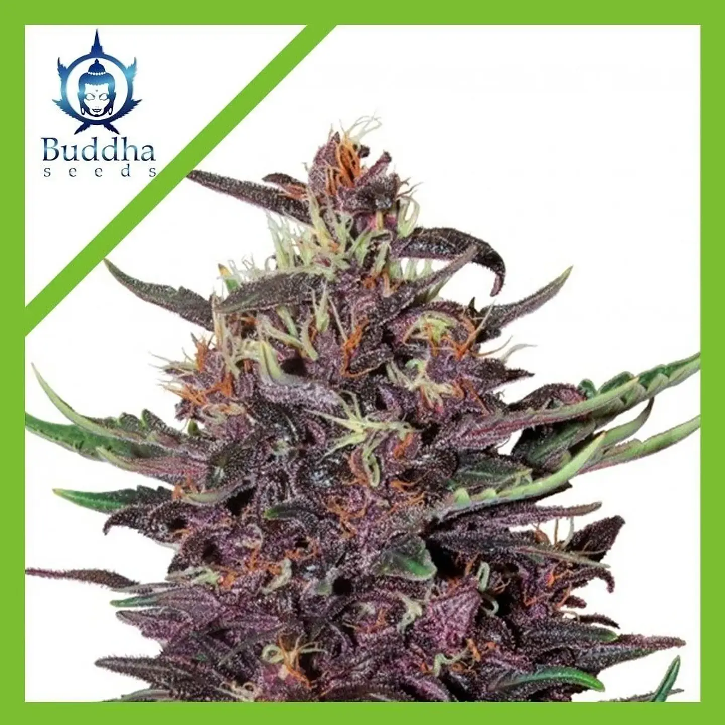 Purple Kush Auto X3+1-Buddha Seeds 1