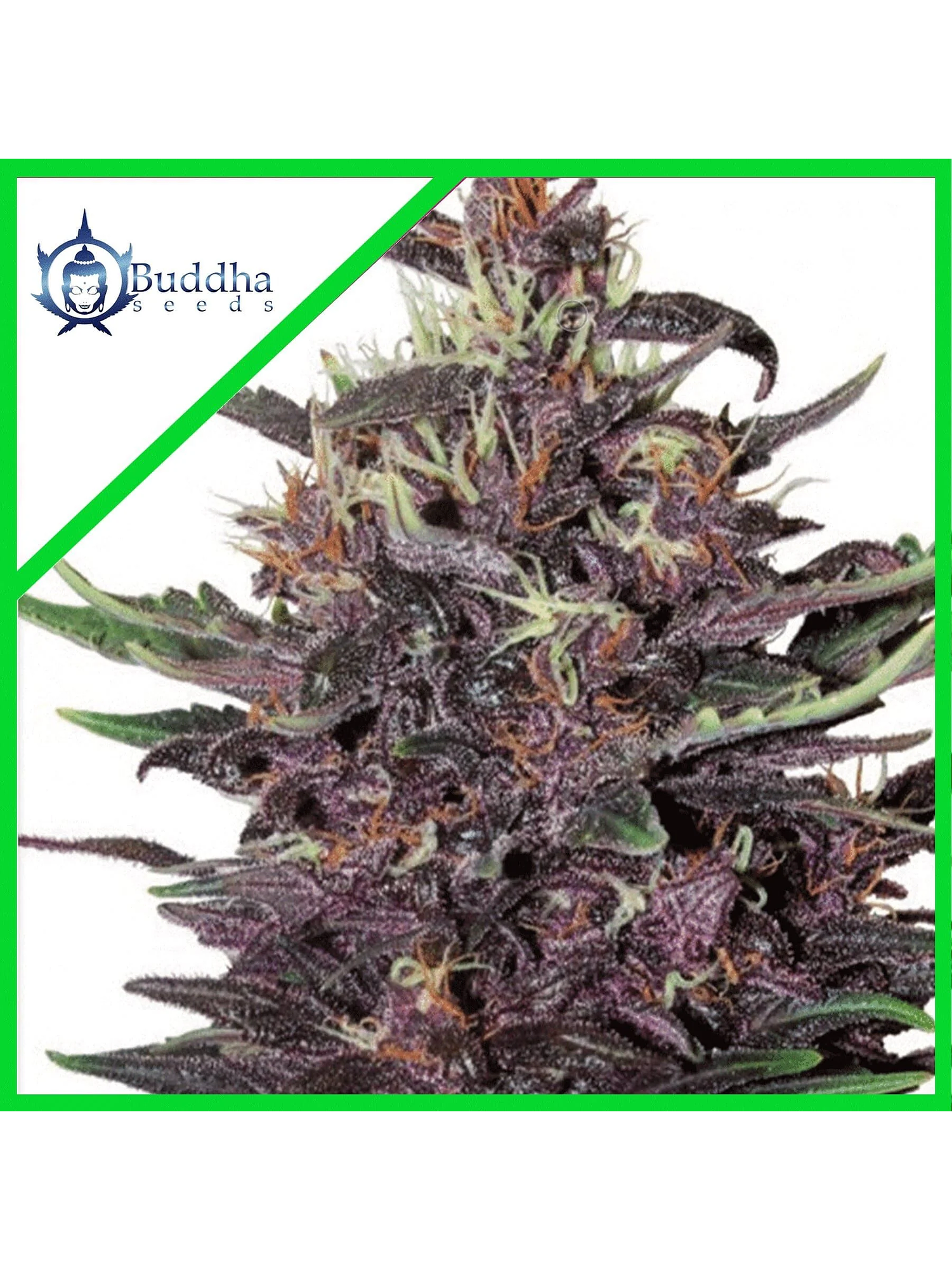 Purple Kush Fem X3-Buddha Seeds 1