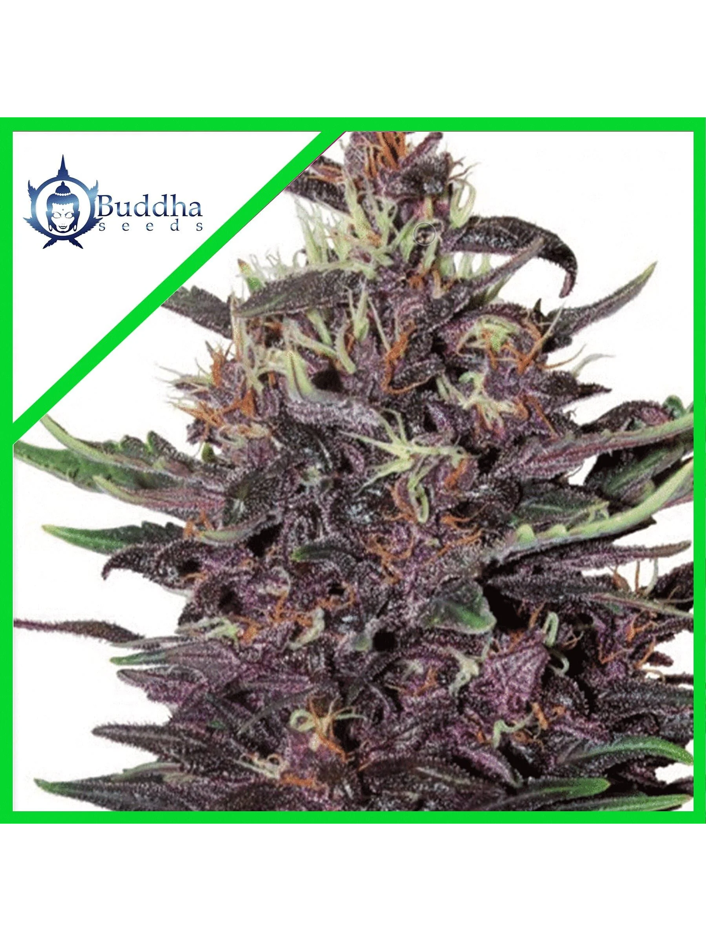 Purple Kush Fem X3-Buddha Seeds 1