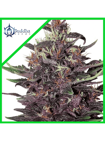 PURPLE KUSH FEM X3-BUDDHA SEEDS 1