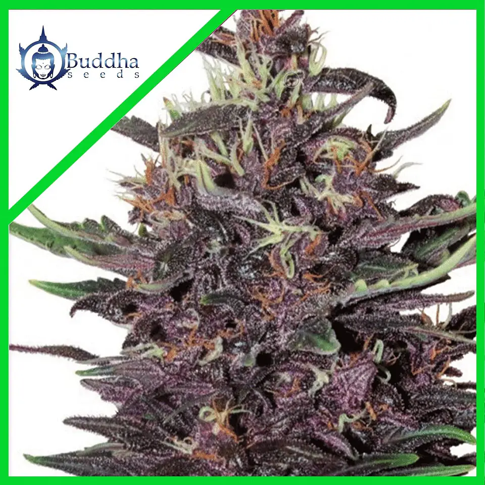 Purple Kush Fem X3-Buddha Seeds 1