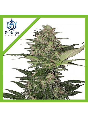 RED DWARF AUTO X3-BUDDHA SEEDS 1