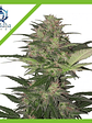 Red Dwarf Auto X3-Buddha Seeds - Miniatura 1