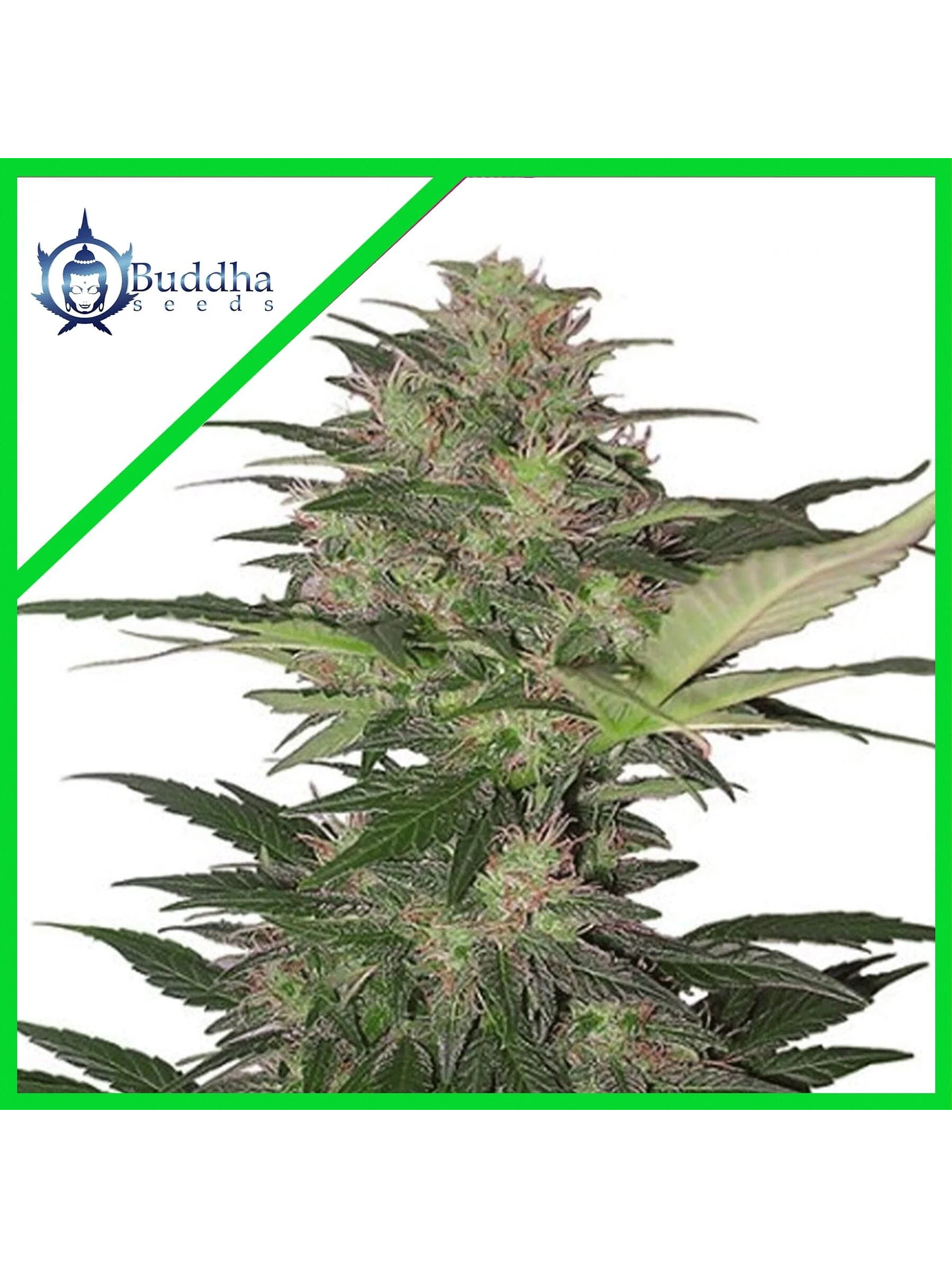 Red Dwarf Auto -Buddha Seeds (X3/X3+1) 1