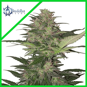 Red Dwarf Auto X3+1-Buddha Seeds