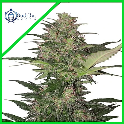 Red Dwarf Auto -Buddha Seeds (X3/X3+1)