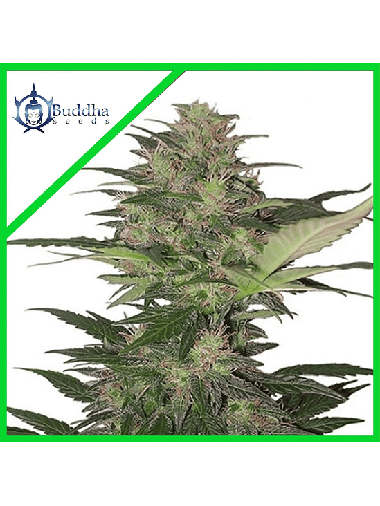 RED DWARF AUTO X3+1-BUDDHA SEEDS 1