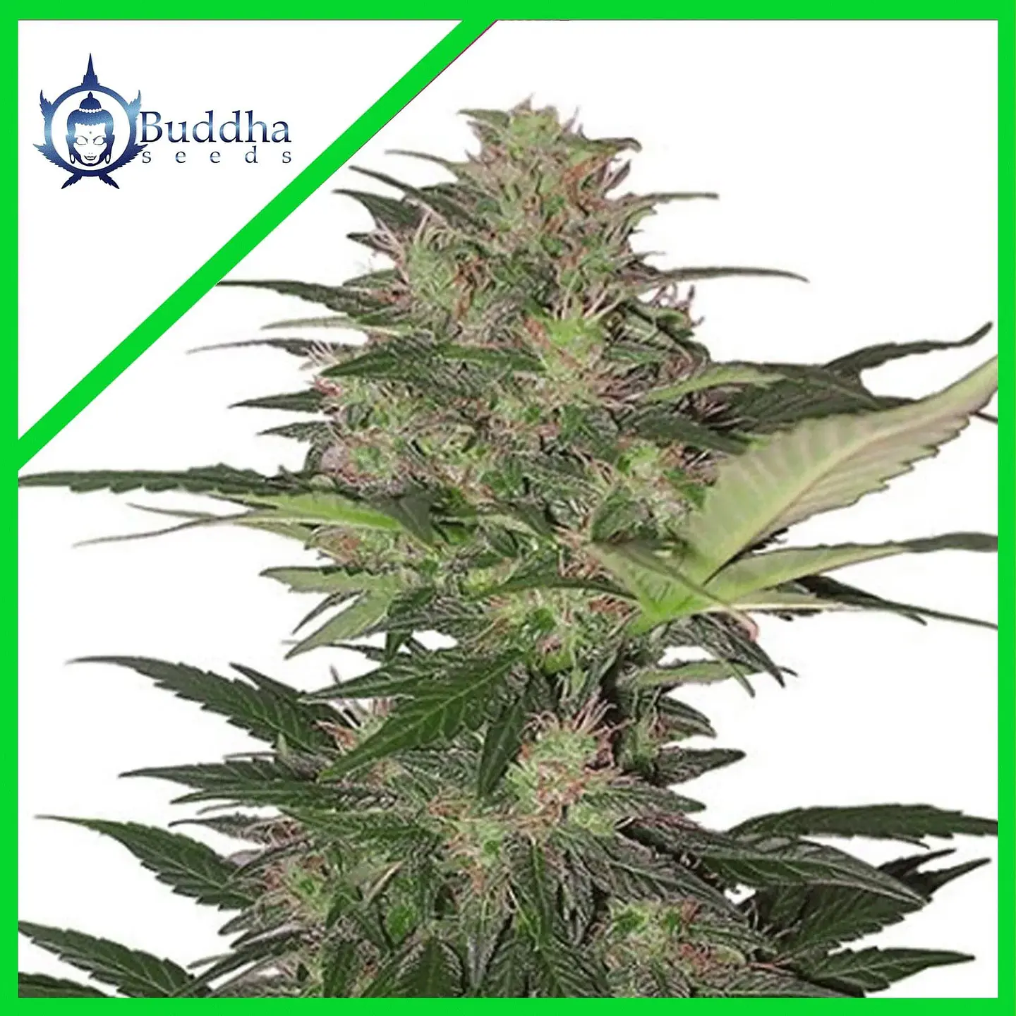 Red Dwarf Auto -Buddha Seeds X3+1 1