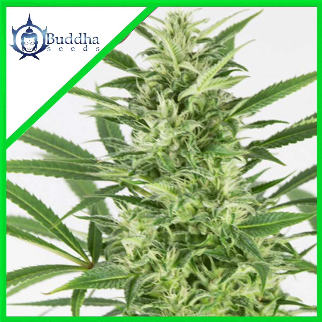 Skunk Auto X3+1 - Buddha Seeds 1