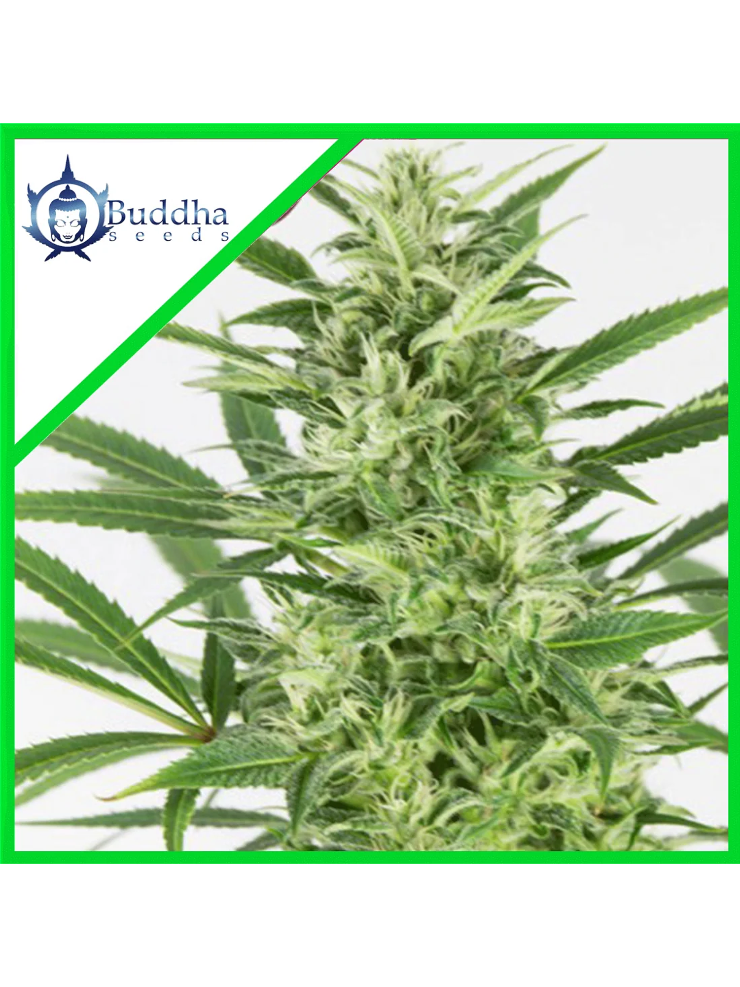 Skunk Auto X3+1 - Buddha Seeds 1