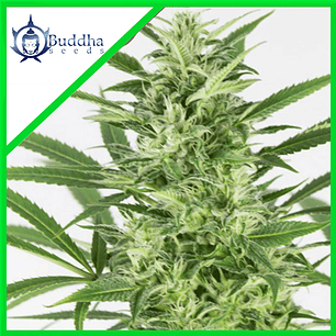 SKUNK AUTO X3+1 - BUDDHA SEEDS