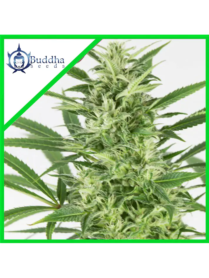 Skunk Auto X3+1 - Buddha Seeds 1
