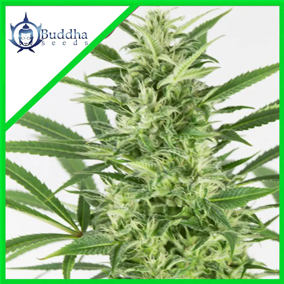 Skunk Auto X3+1 - Buddha Seeds 1