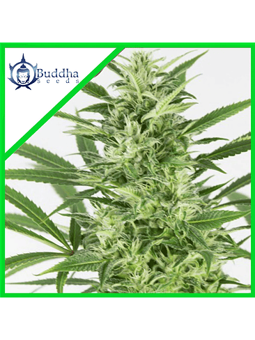 BUDDHA SKUNK AUTO X3 1