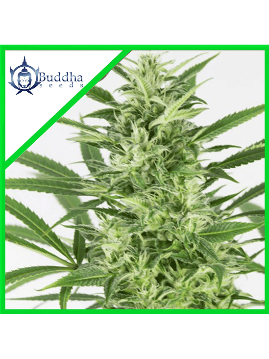 BUDDHA SKUNK AUTO X3 1