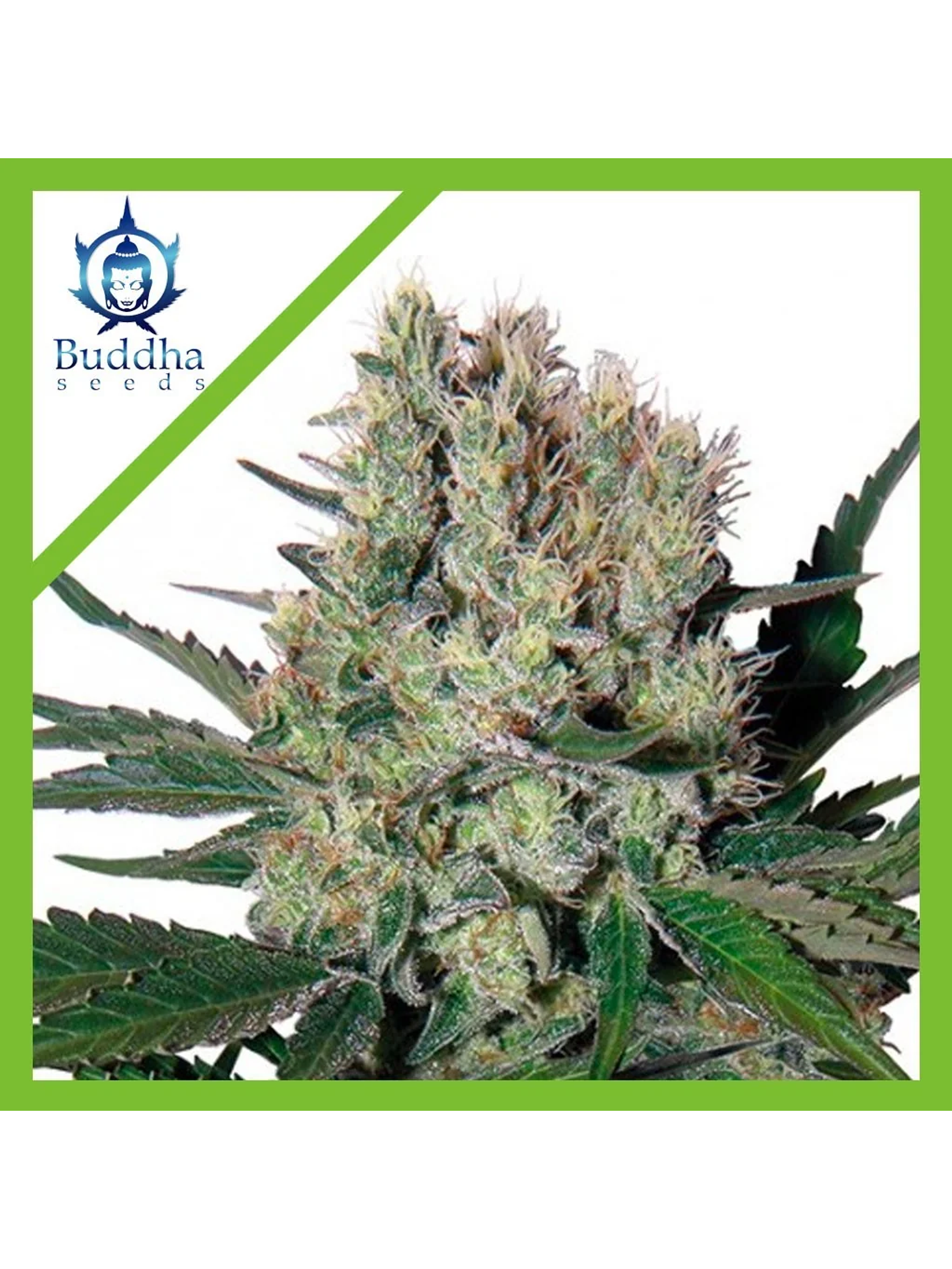 Syrup Auto X3+1-Buddha Seeds 1