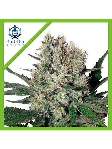 SYRUP AUTO X3+1-BUDDHA SEEDS 1