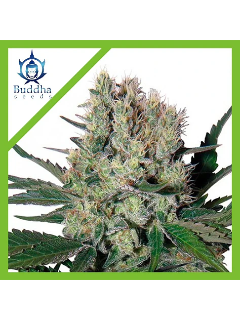 Syrup Auto X3+1-Buddha Seeds 1