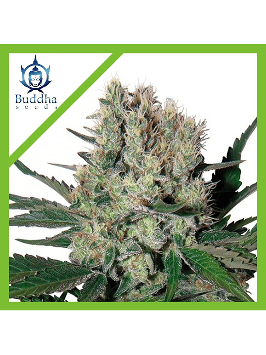 SYRUP AUTO X3+1-BUDDHA SEEDS 1