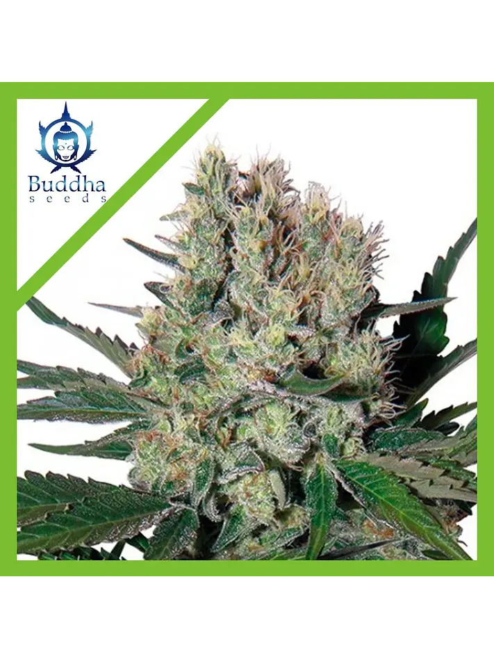 Syrup Auto X3+1-Buddha Seeds 1