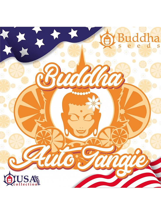 TANGIE AUTO X3+1-BUDDHA SEEDS 1