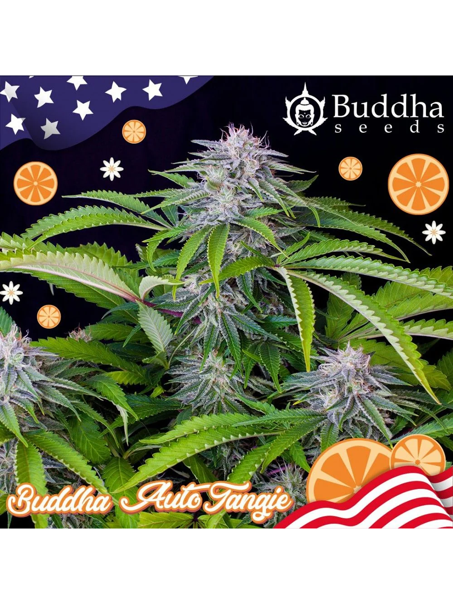 Tangie Auto X3+1-Buddha Seeds 2