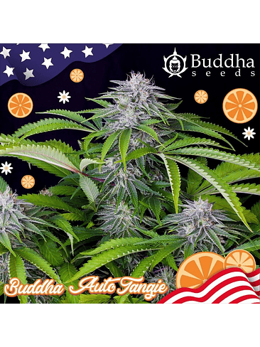 TANGIE AUTO X3+1-BUDDHA SEEDS 2