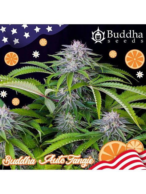 Tangie Auto X3+1-Buddha Seeds 2