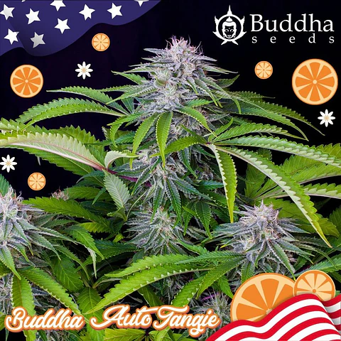 Tangie Auto X3+1-Buddha Seeds