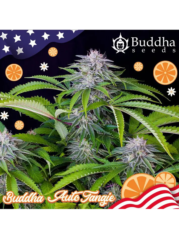 Tangie Auto X3+1-Buddha Seeds 2