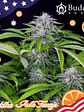 TANGIE AUTO X3+1-BUDDHA SEEDS - Miniatura 2