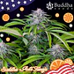 Tangie Auto X3+1-Buddha Seeds - Miniatura 2