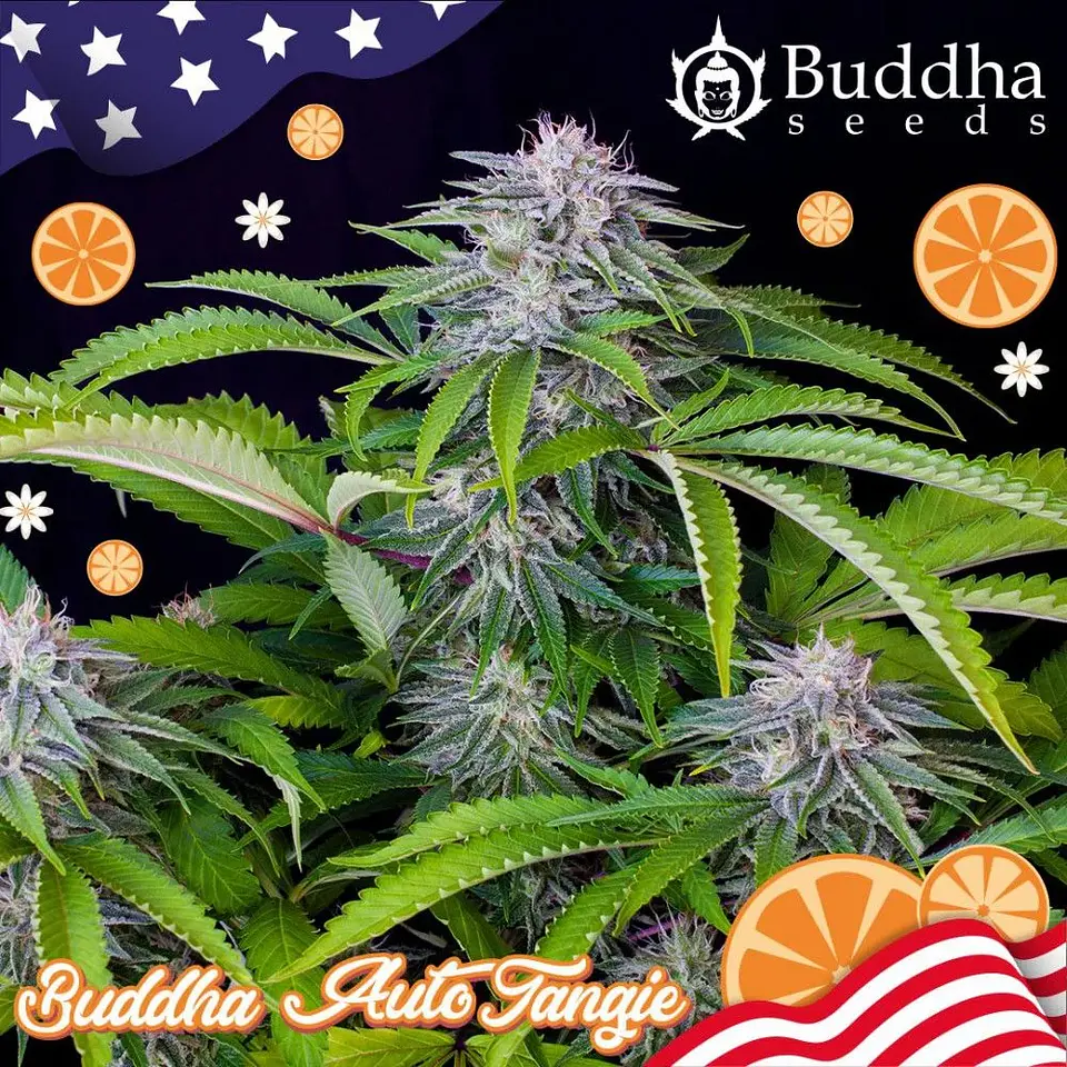 Tangie Auto X3+1-Buddha Seeds 2