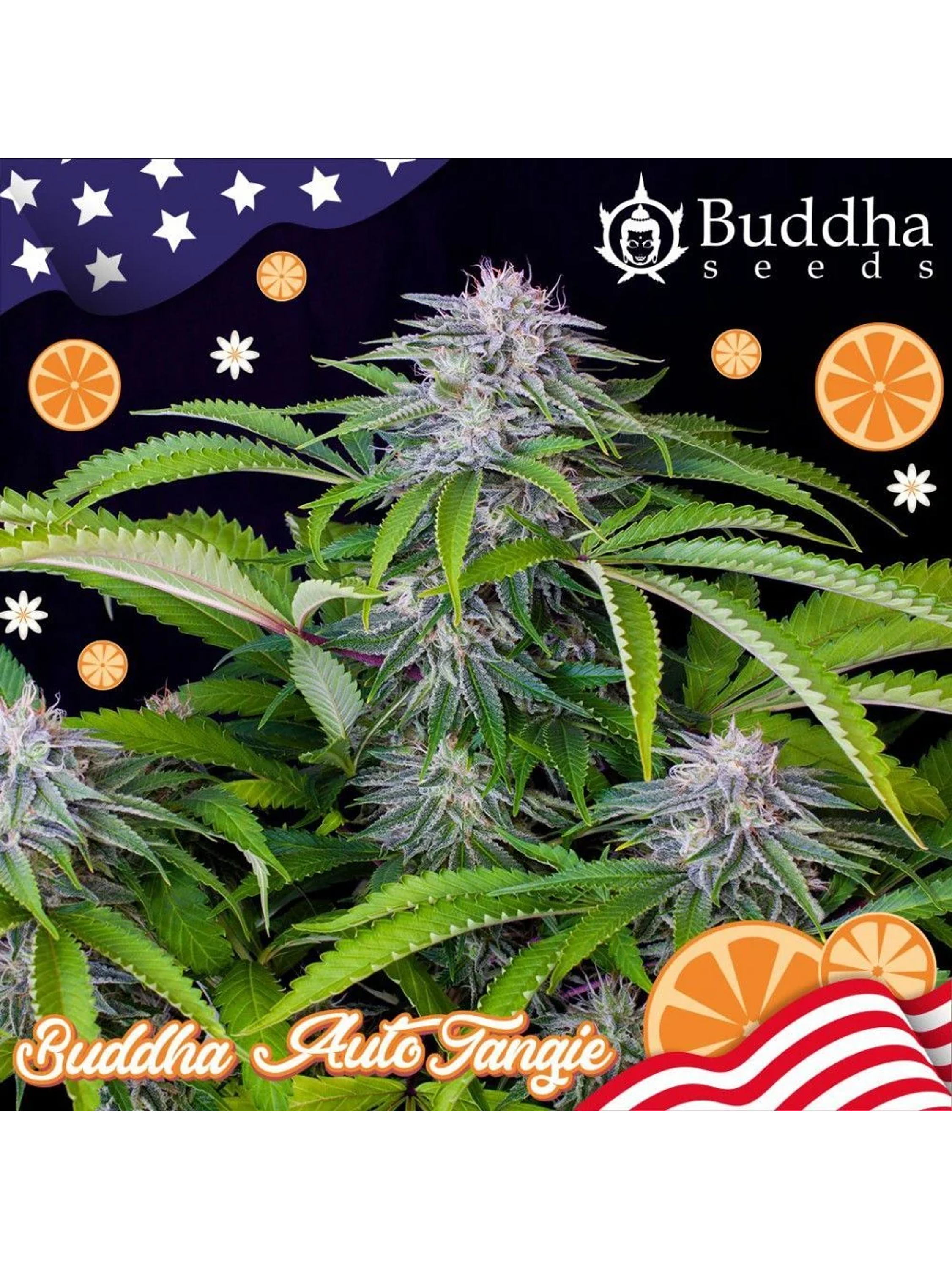 Buddha Tangie Auto X3 1