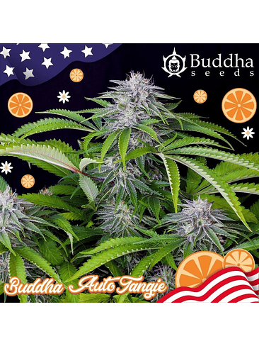 BUDDHA TANGIE AUTO X3 1