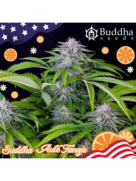 Buddha Tangie Auto X3 1