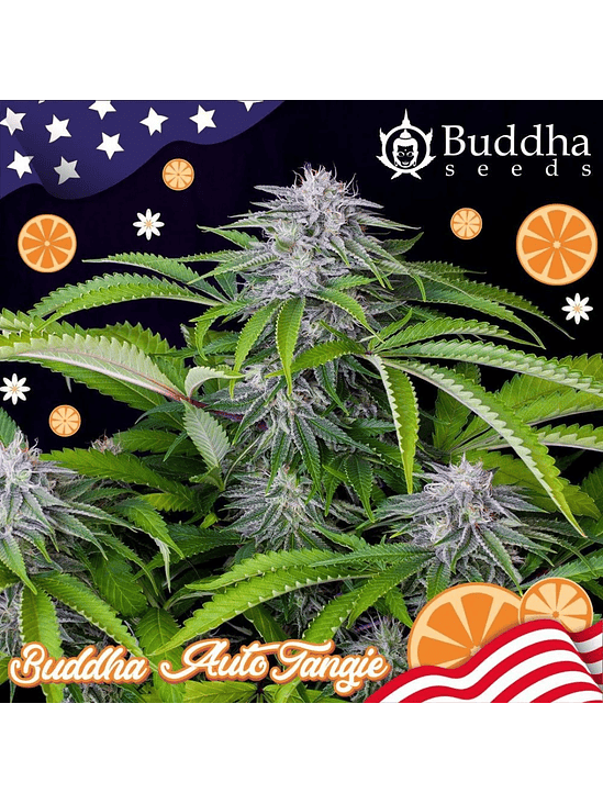 BUDDHA TANGIE AUTO X3 1