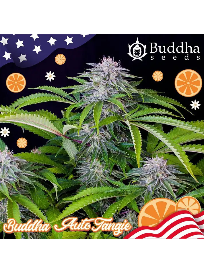 Buddha Tangie Auto X3 1