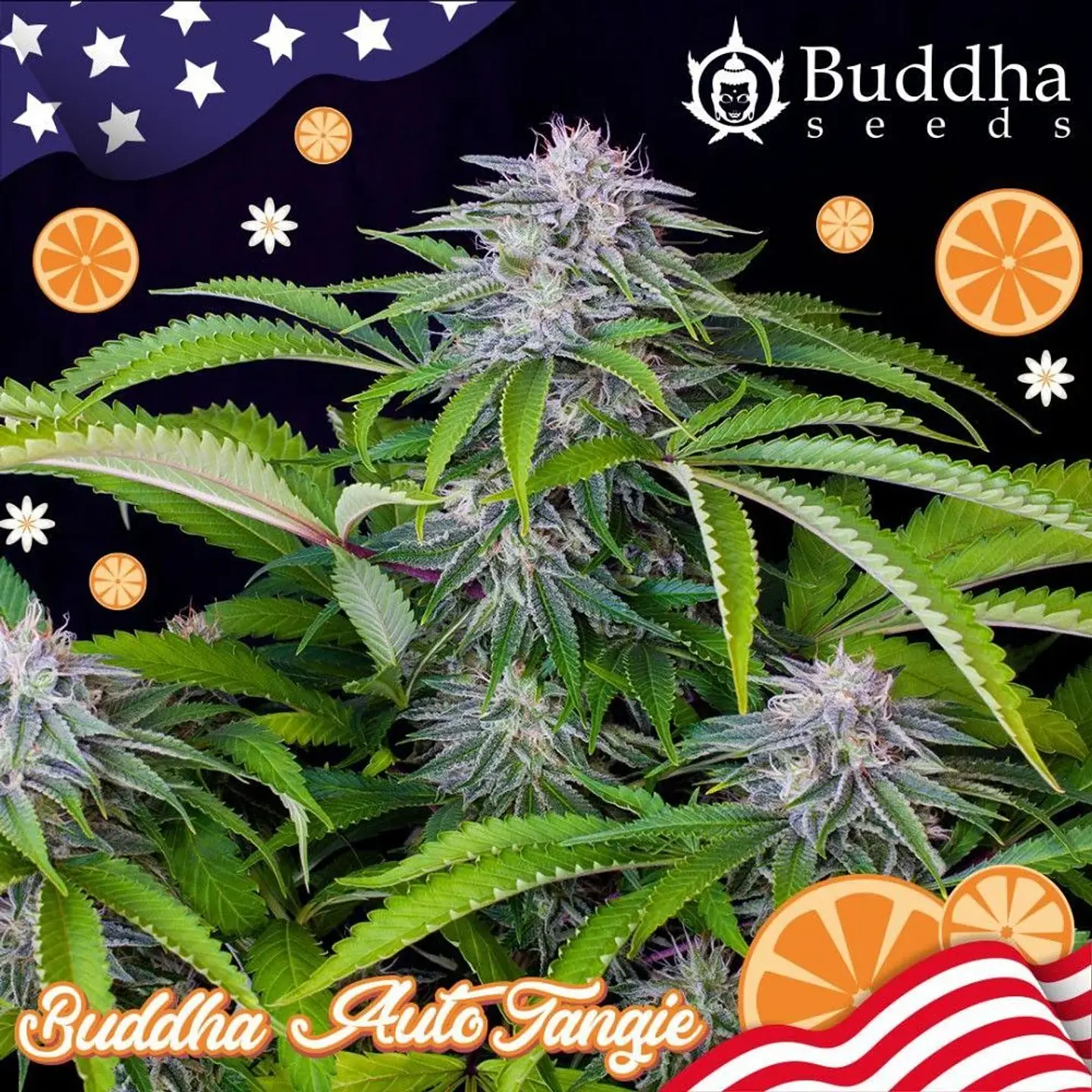 Buddha Tangie Auto X3 1