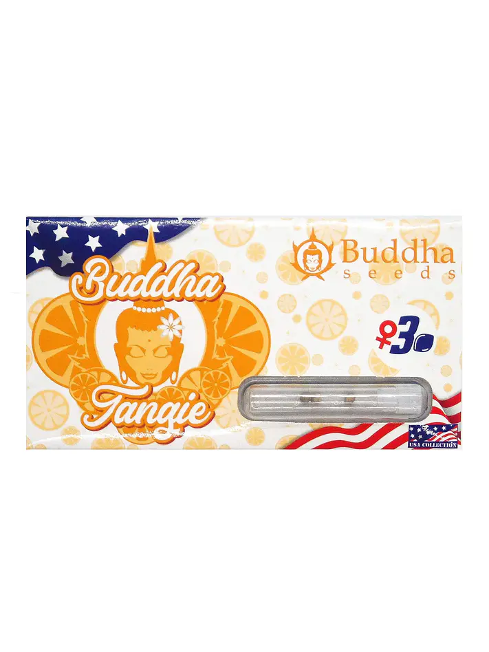Tangie Fem X3 -Buddha 1