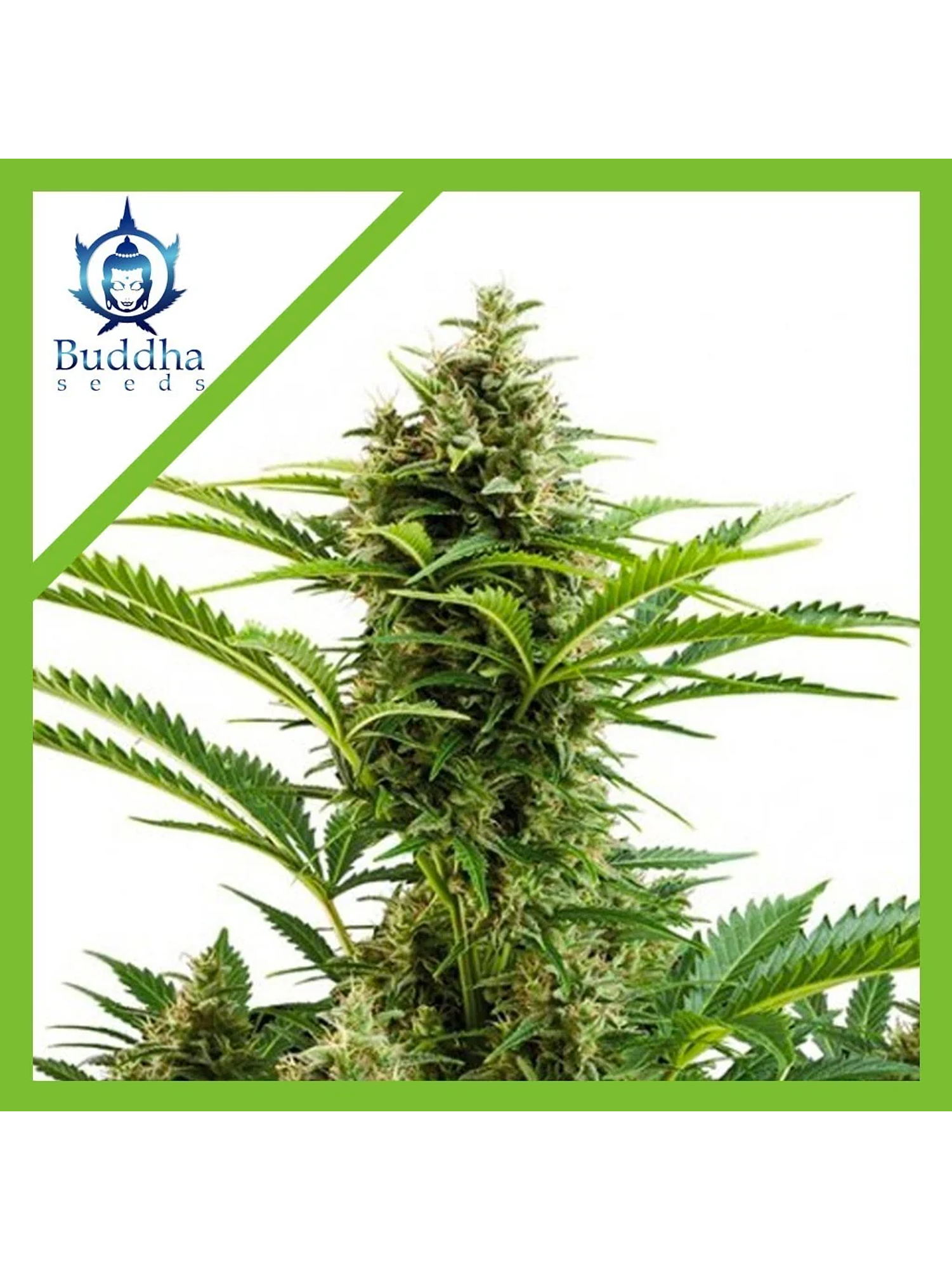 Vesta Auto X3+1-Buddha Seeds 1