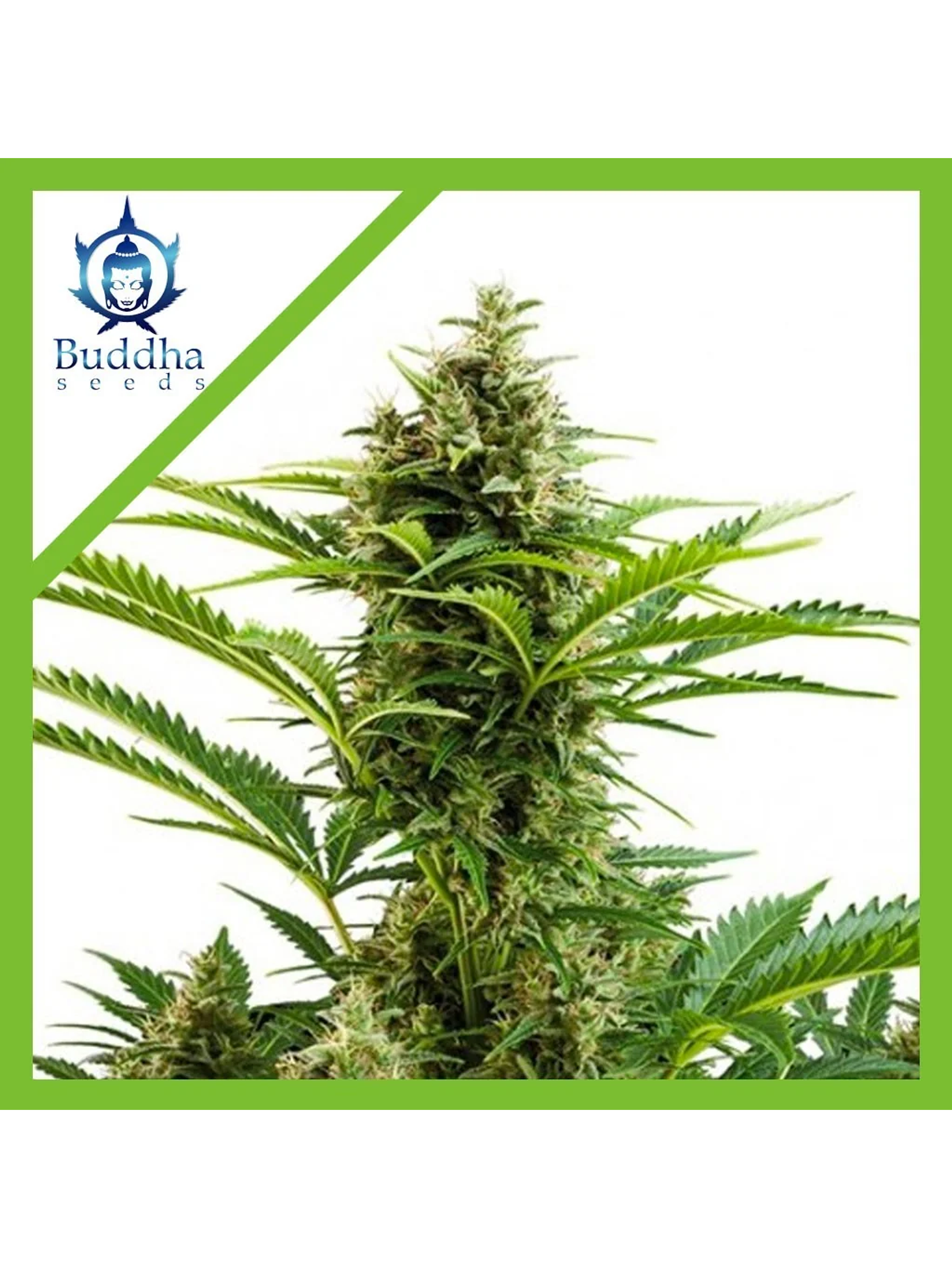 Vesta Auto X3+1-Buddha Seeds 1