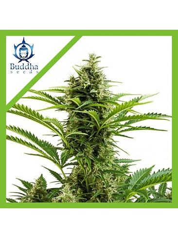 VESTA AUTO X3+1-BUDDHA SEEDS 1