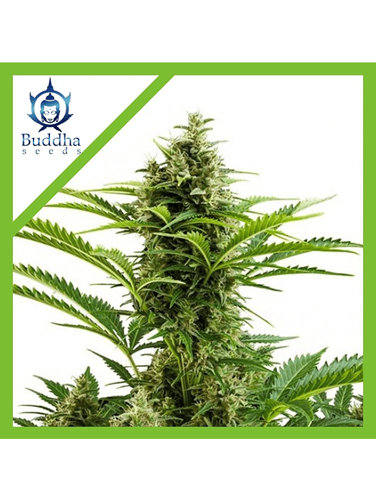 VESTA AUTO X3+1-BUDDHA SEEDS 1