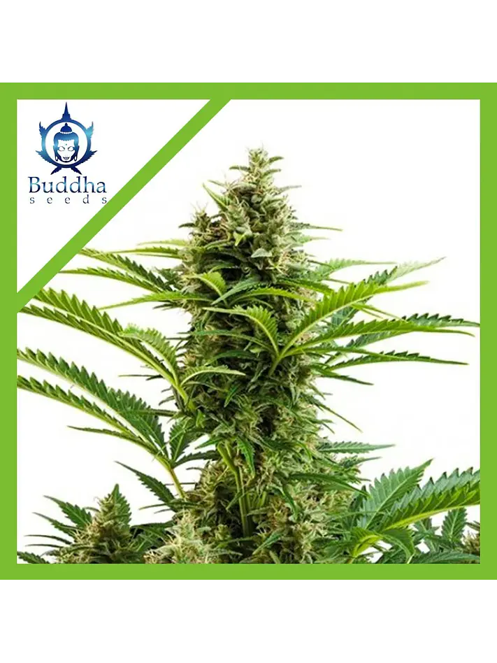 Vesta Auto X3+1-Buddha Seeds 1