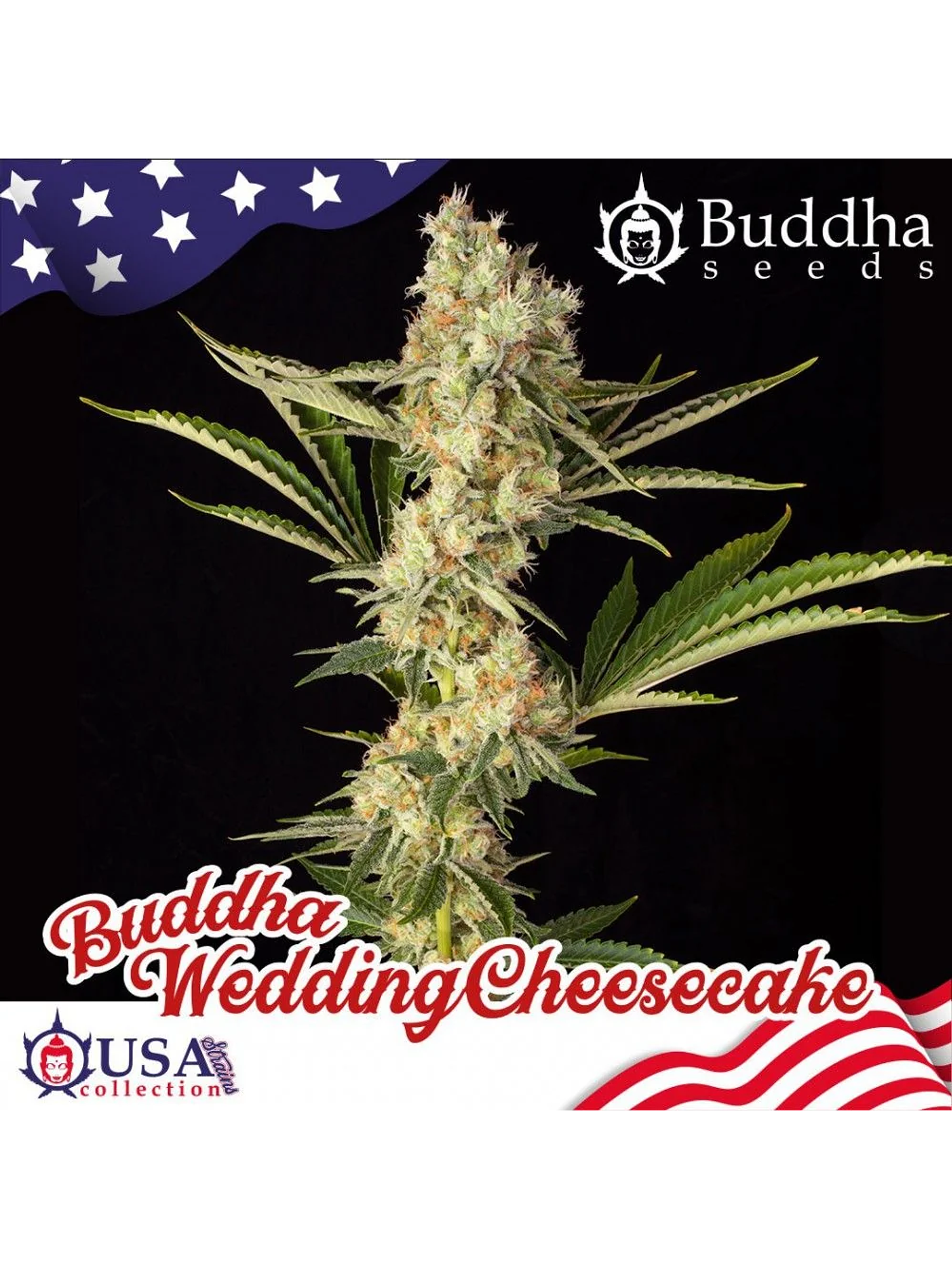 Wedding Cheesecake Fem -Buddha Seeds (X3+1) 1