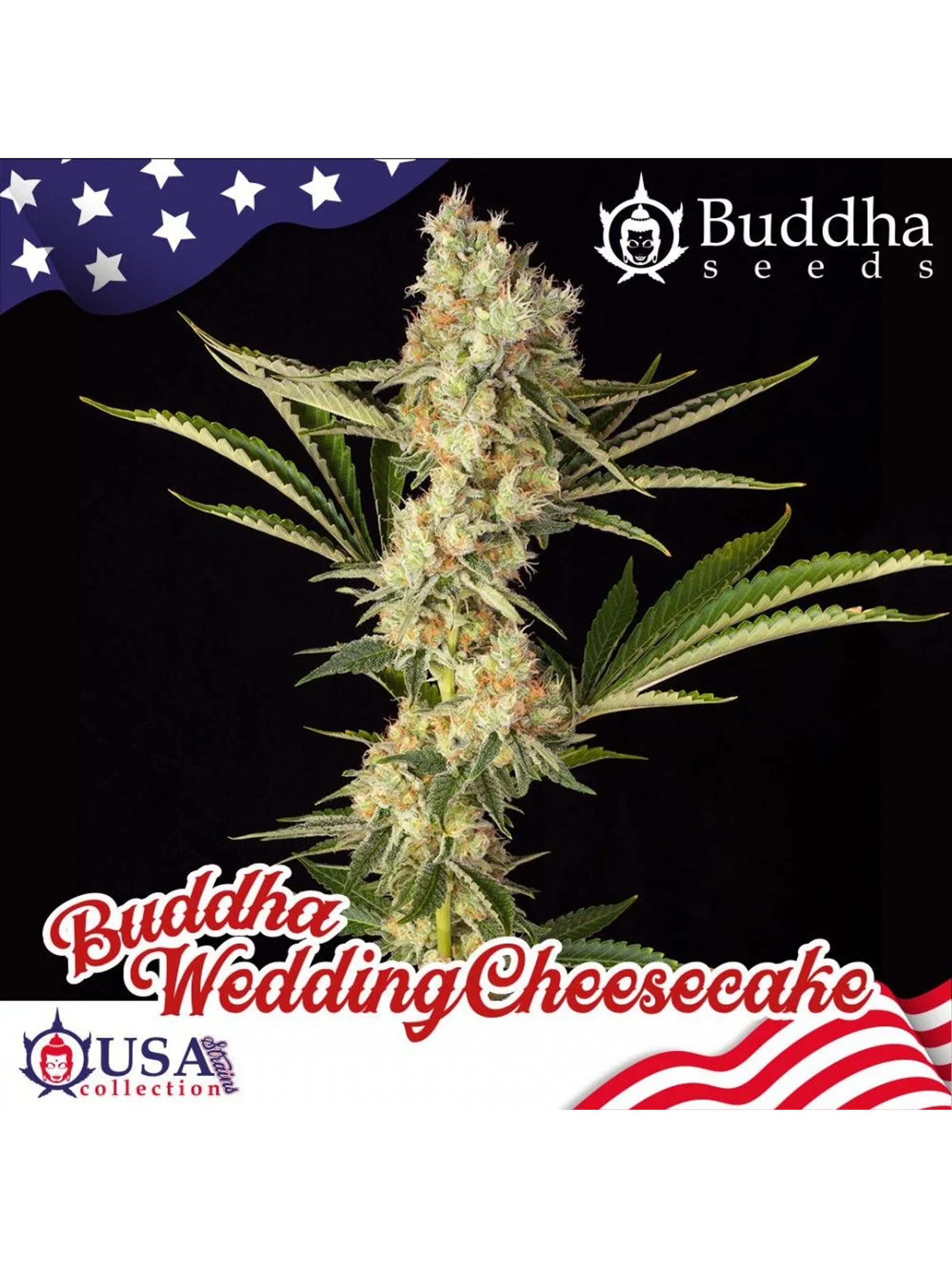 Wedding Cheesecake Fem -Buddha Seeds (X3+1) 1