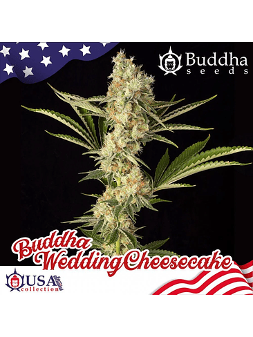 WEDDING CHEESECAKE FEM X3+1-BUDDHA SEEDS 1