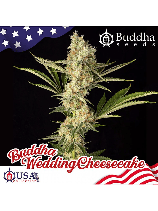 WEDDING CHEESECAKE FEM X3+1-BUDDHA SEEDS 1